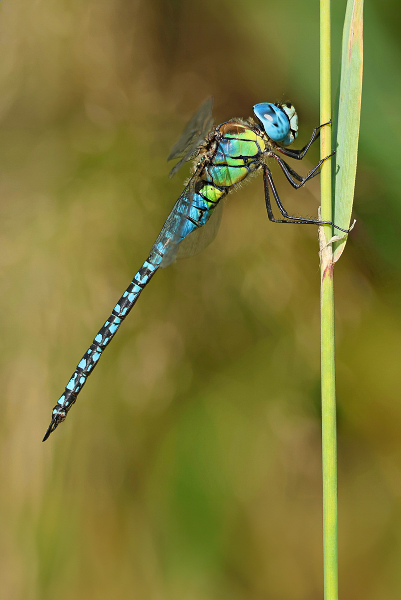 20240805-Aeshna affinis_m_8W8A0900_1200-b.jpg
