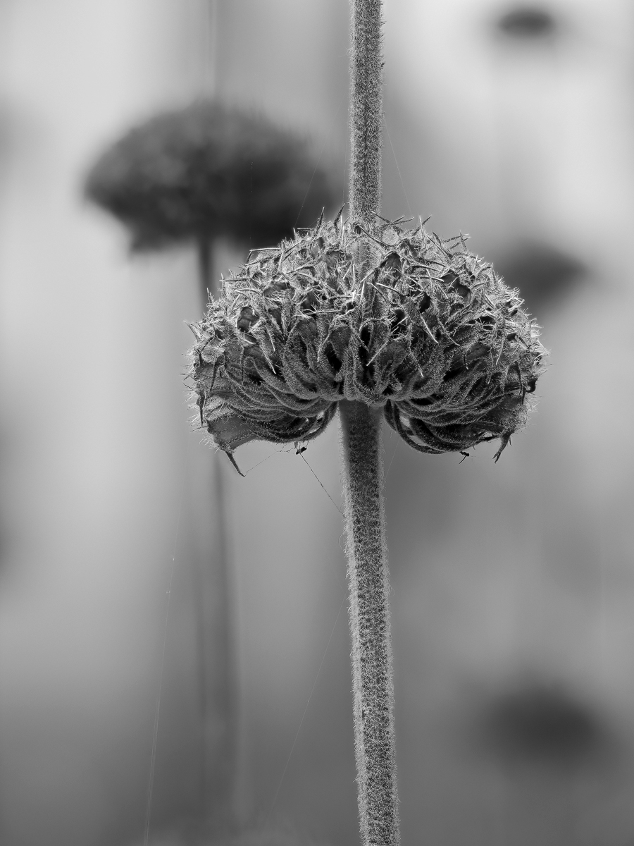 P9010043-(C,Smoothing3)-Phlomis-russeliana-sw-.jpg
