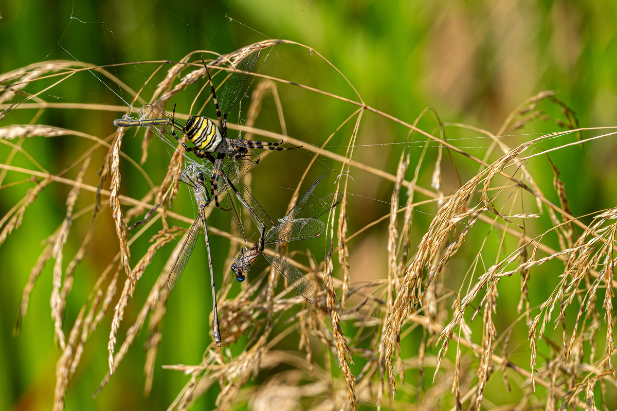 Wespenspinne 3a 2024.jpg