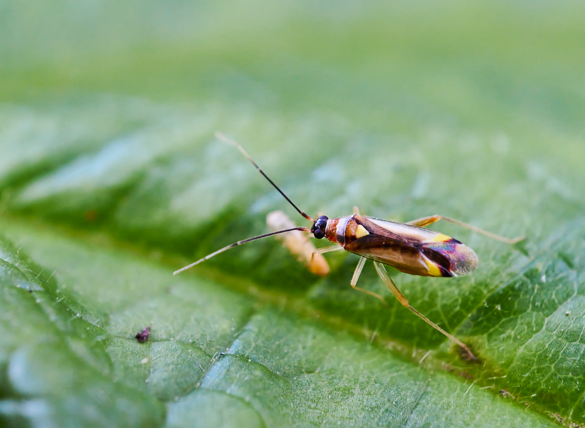 Campynoleura virgula 1.jpg