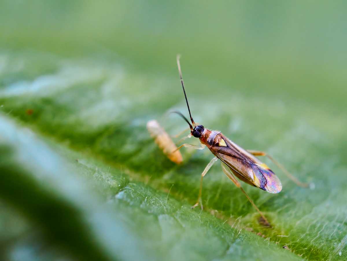 Campynoleura virgula 2.jpg