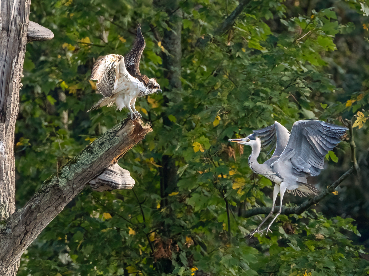 Fischadler-vs-Graureiher-2.jpg