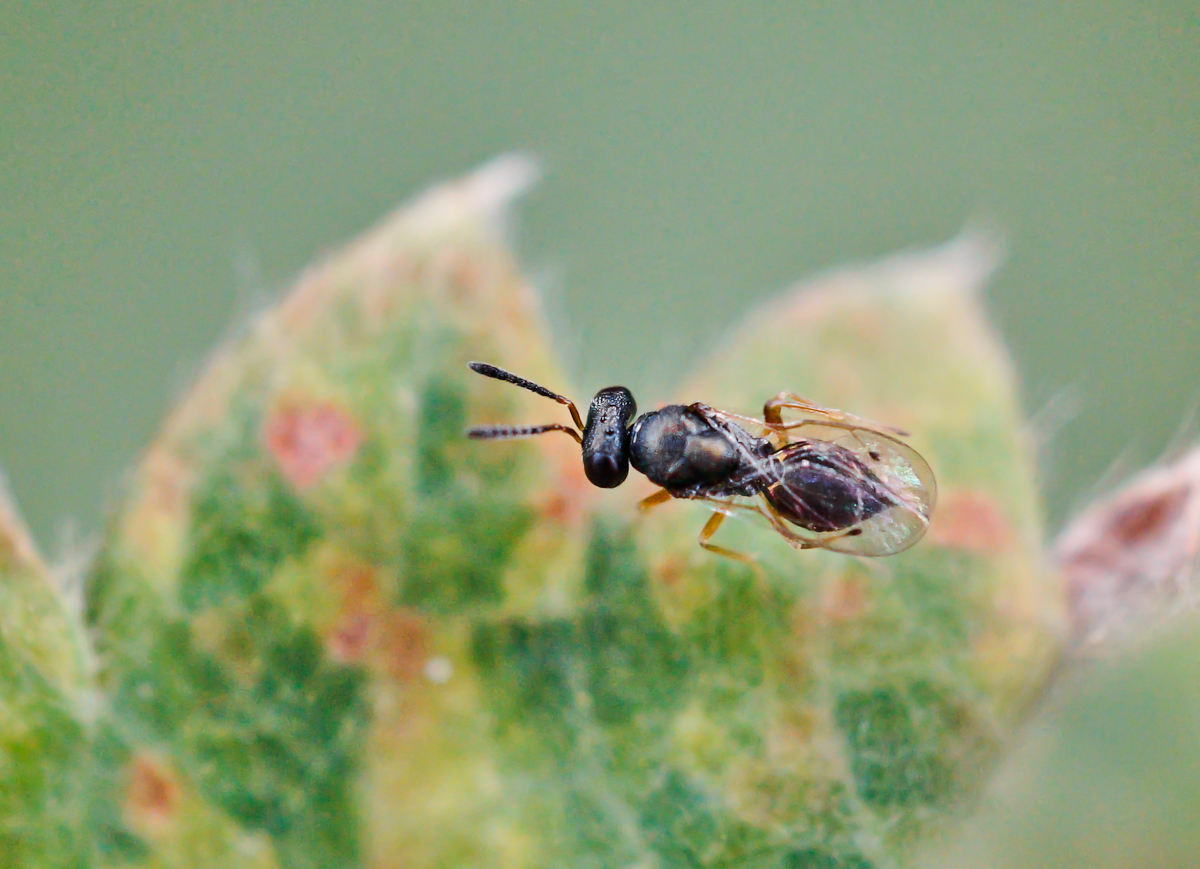 Caenacis inflexa 1.jpg