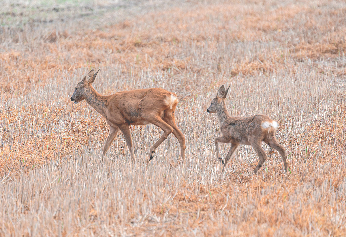 HHK_3425xxx4-2.jpg