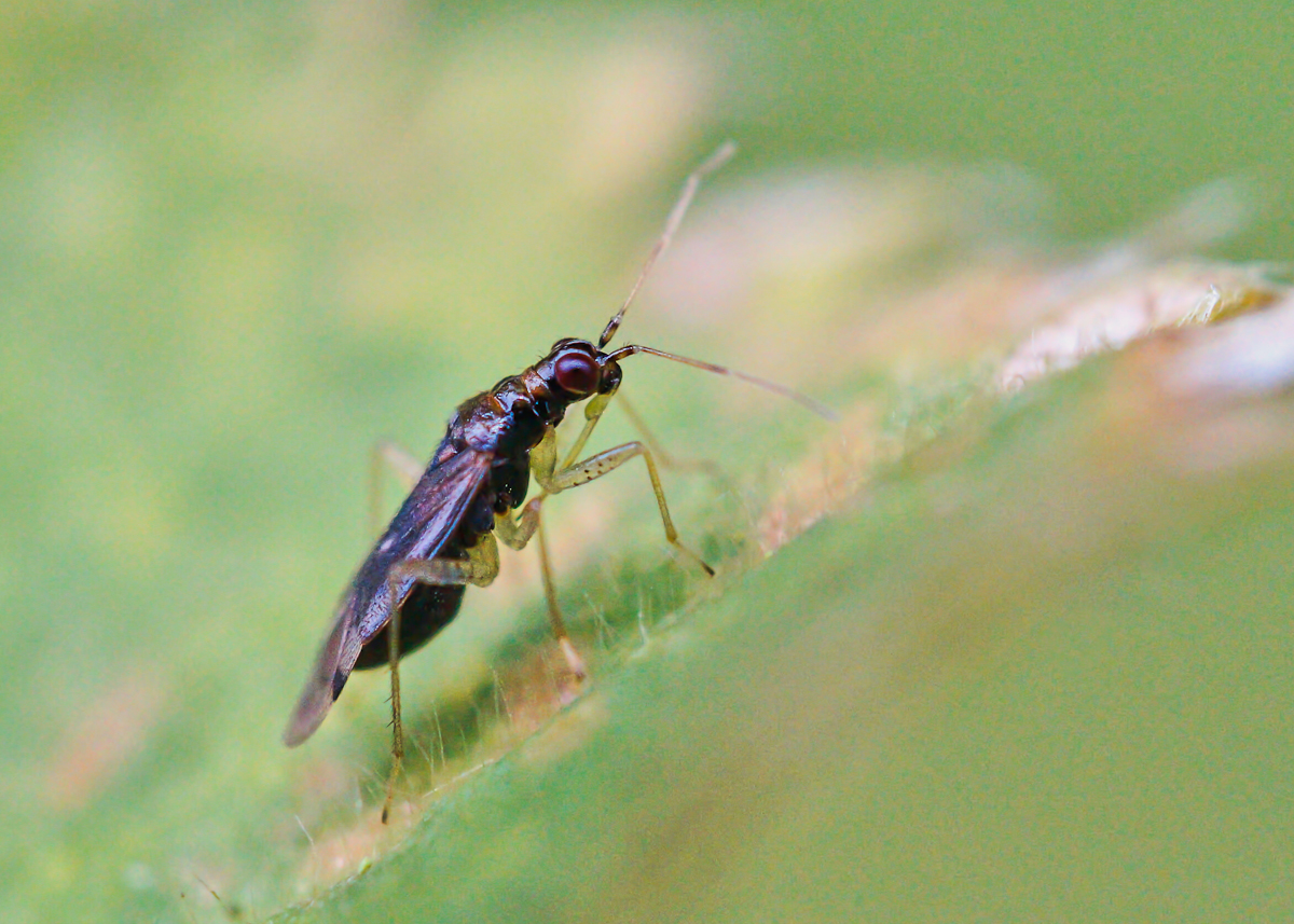 Dicyphus errans 1.jpg