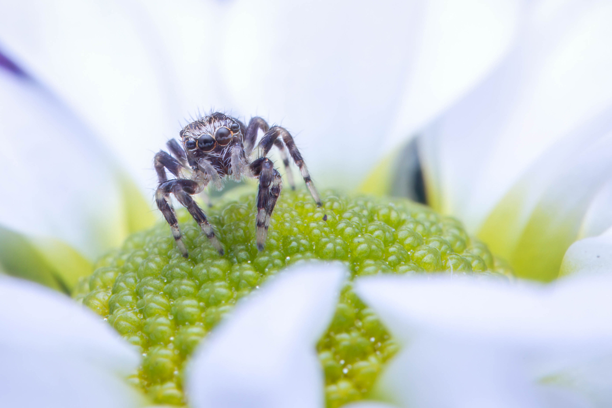 Springspinne.jpg