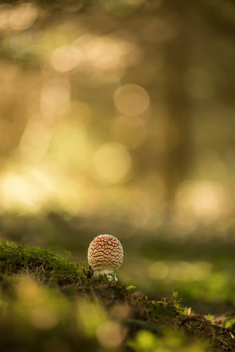 20241007-154832-007-(HL)-MWeiler-beim-Dreieck-Fliegenpilz-Amanita-muscaria-Pentacon.jpg