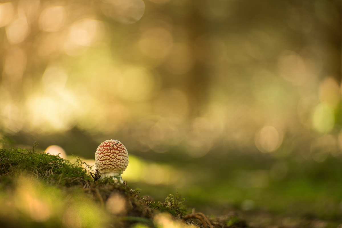 20241007-154240-004-(HL)-MWeiler-beim-Dreieck-Fliegenpilz-Amanita-muscaria-Pentacon.jpg