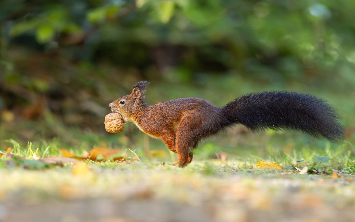 Eichhörnchen-Sprint.jpg