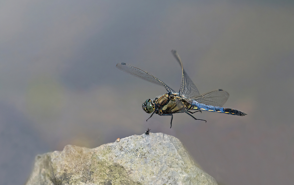P6180103NP.jpg