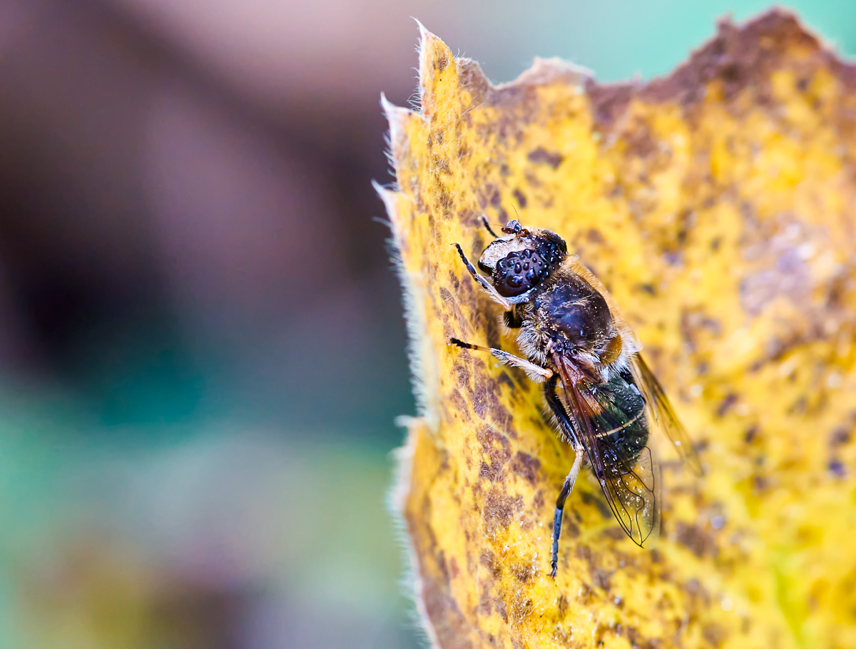 Kleine Keilfleckschwebfliege 1.jpg