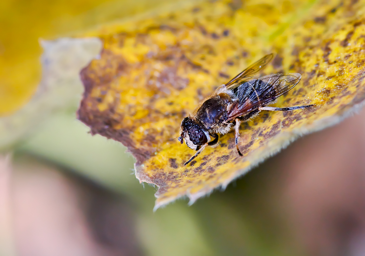 Kleine Keilfleckschwebfliege 2.jpg