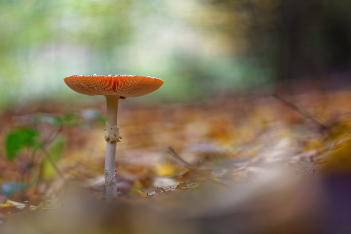 GABU0486_500_2.8_1.125_Flpilz_GB.jpg