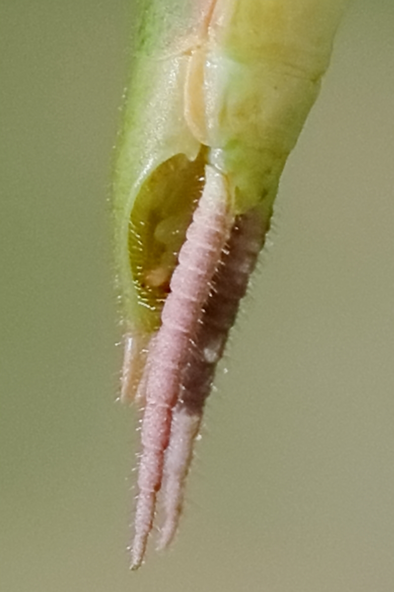 IMG_5983_ctrs2.JPG