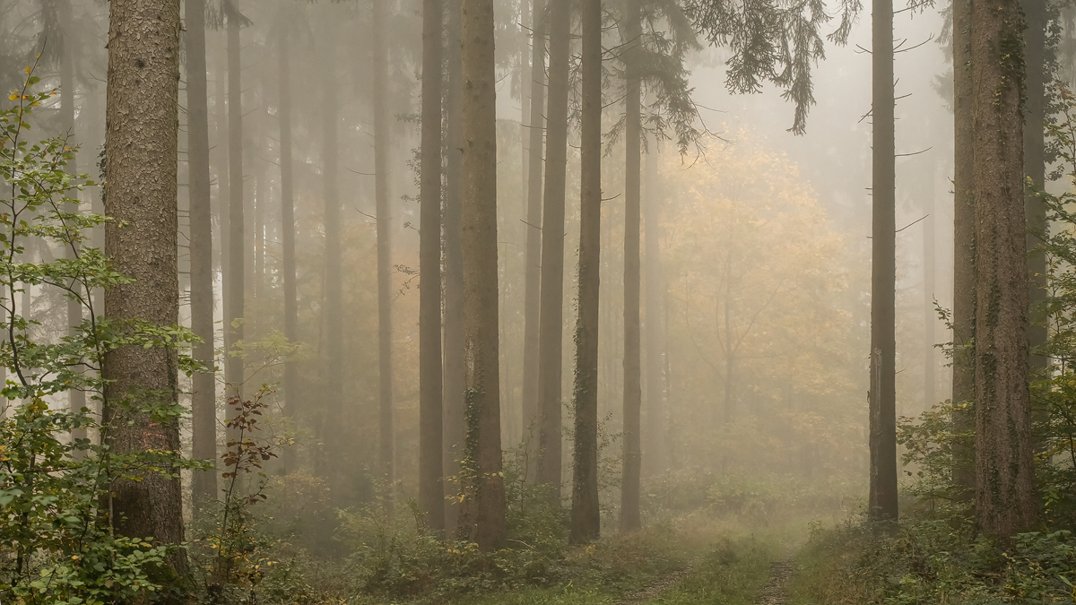20241030-171917-001-(HL)-MWeiler-pano.jpg