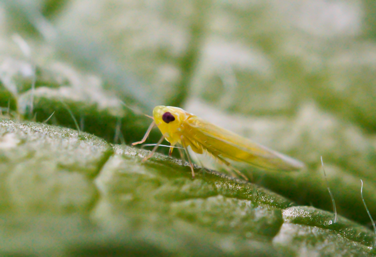 Edwardsiana sp..jpg