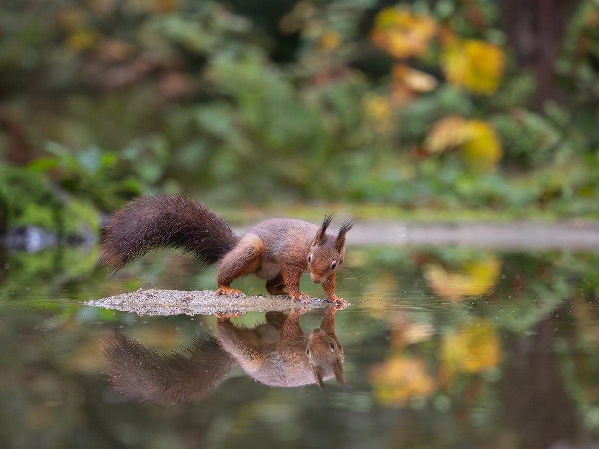 Eichhörnchen-auf-einsamer-Insel.jpg
