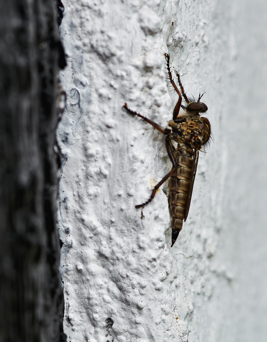 Schlichte Raubfliege.jpg