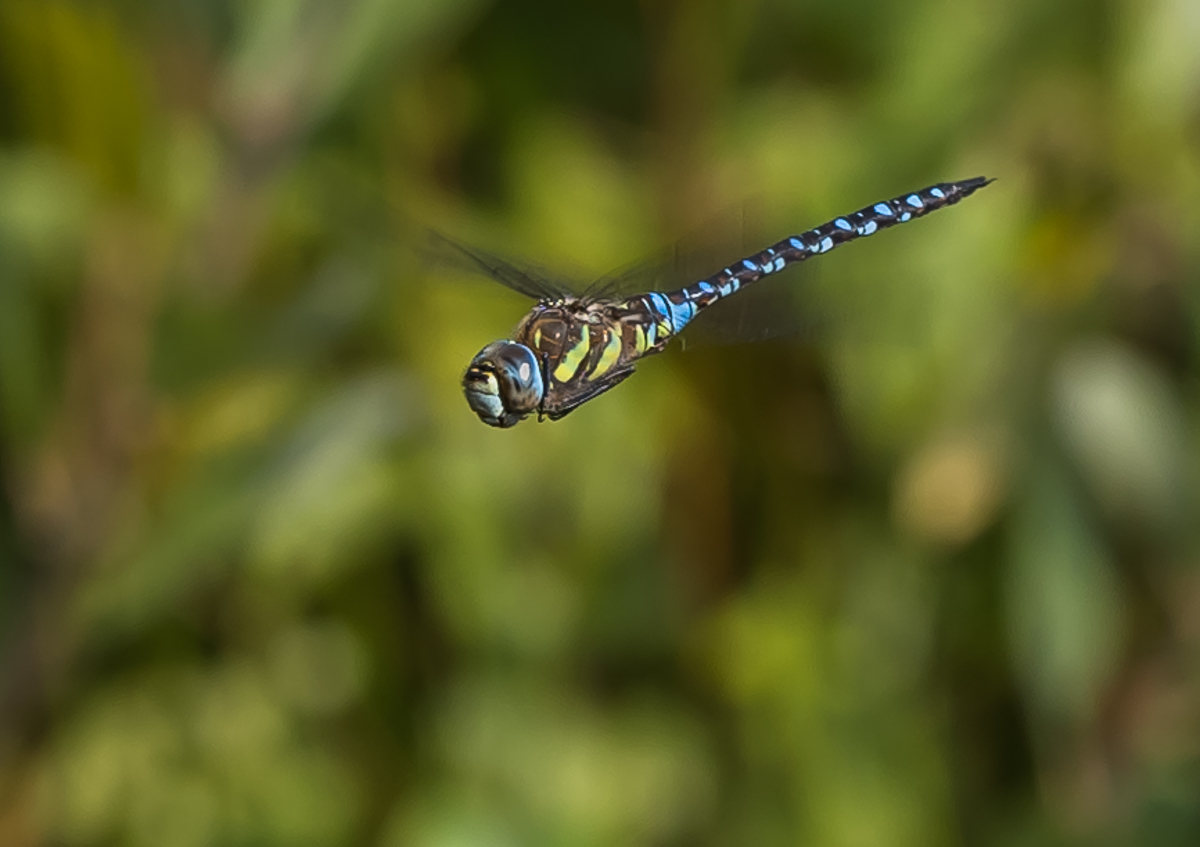 _MG_5820.jpg