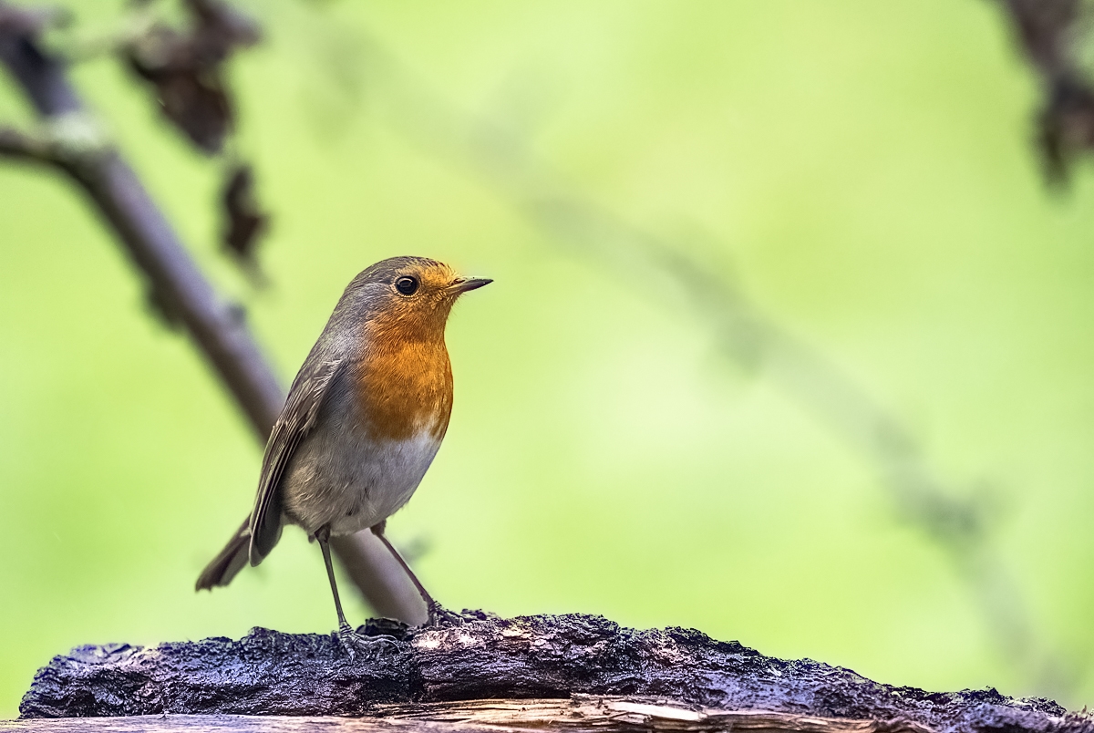 Robin01 (1 von 1).jpg