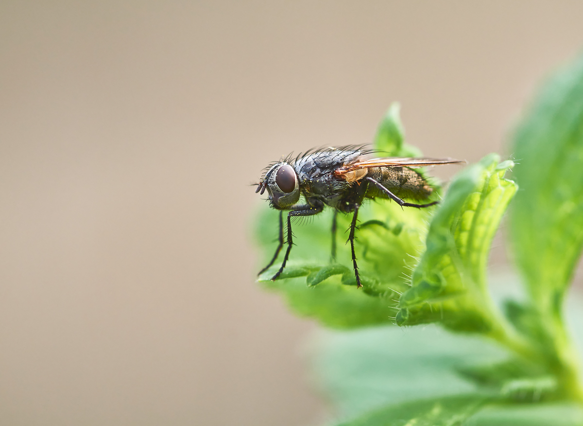 Wurmfliege (Pollenia sp.).jpg