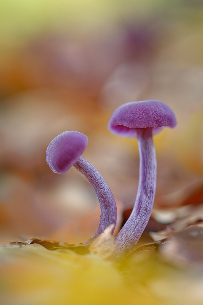 GABU0092_2500_3.5_1.200_Pilz_EH.jpg