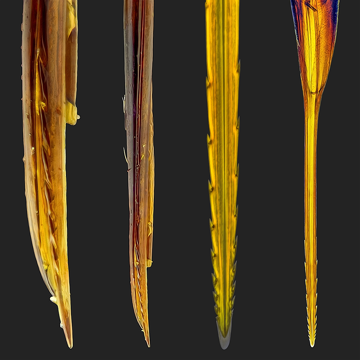 sting_4_V.jpg