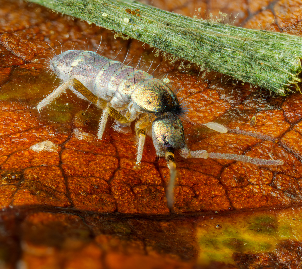 P1112734_Collembola_Tomoceridae_56Bret2_rsWS1200_cr.jpg