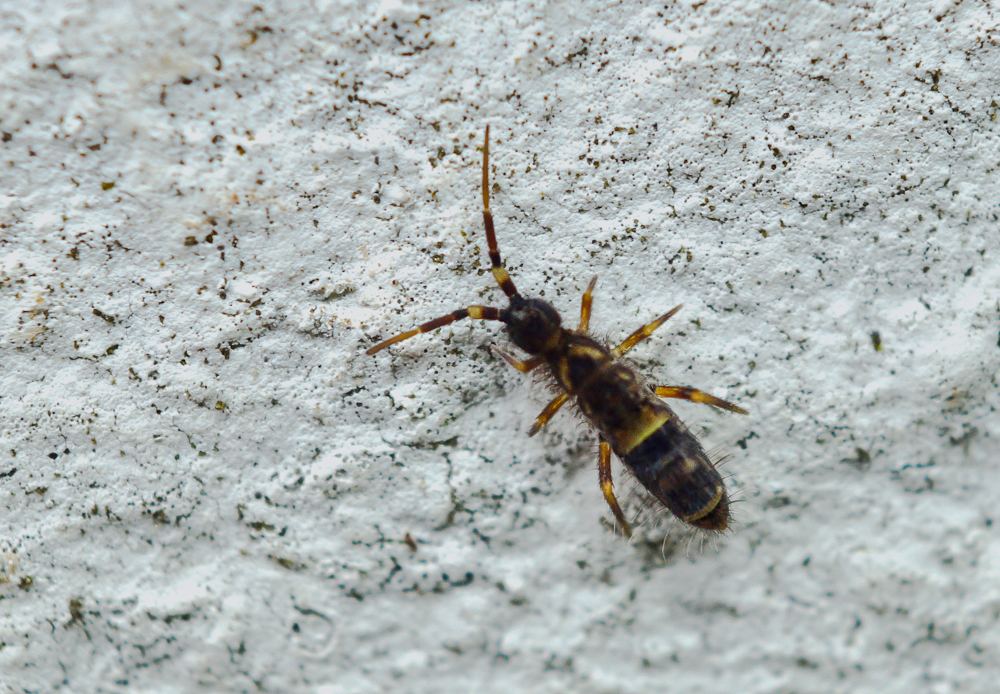 Gegürtelter Springschwanz.jpg