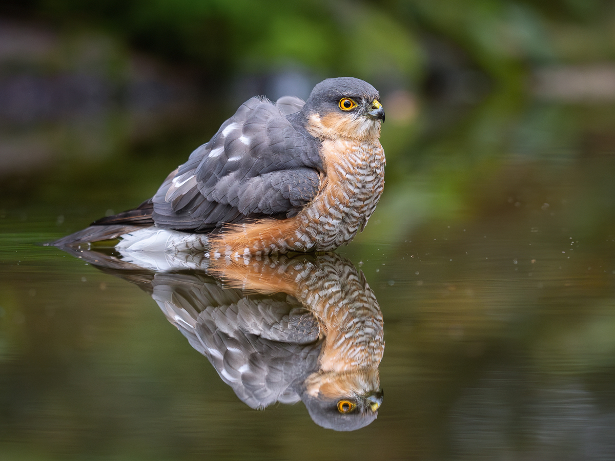 Sperber-mit-Spiegelung-2.jpg