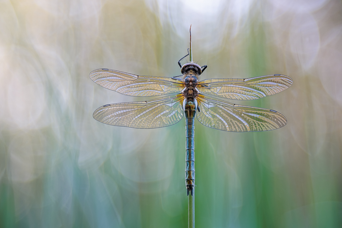 20240504-20240504-IMG_4275 ZS18 1-40 f5u28 200 100u100T-b.jpg