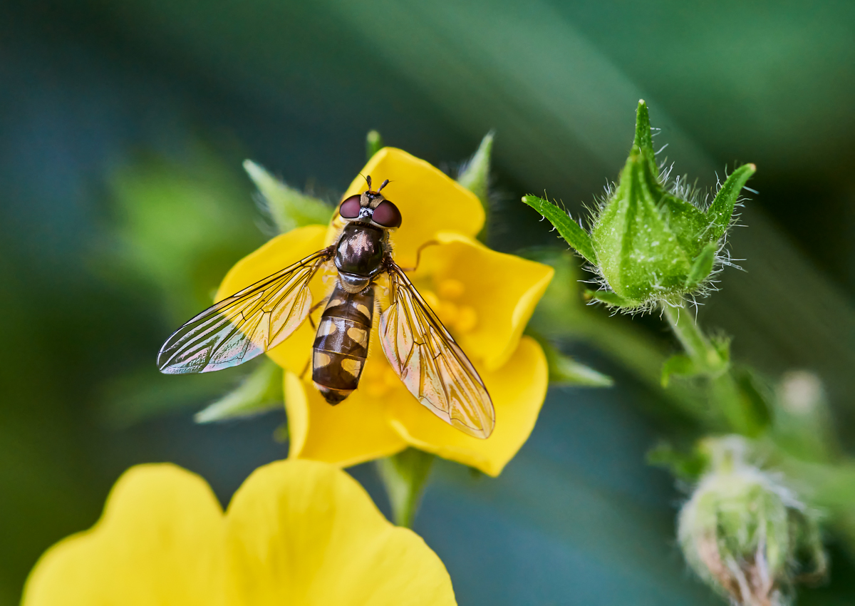 Mondfleck-Feldschwebfliege.jpg