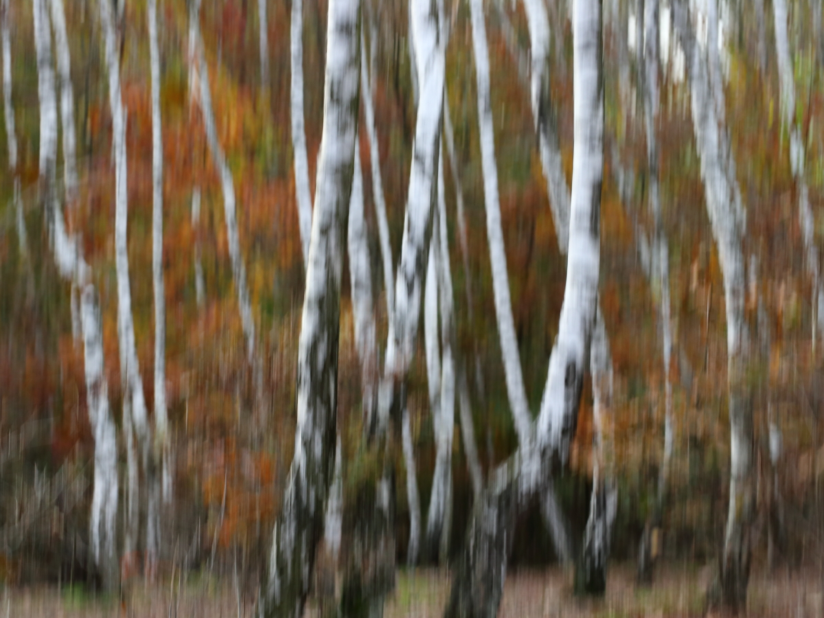 IMG_6606_r43.JPG