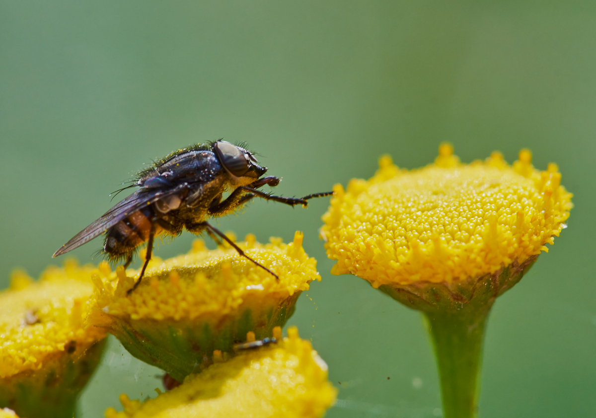 Stomorhina lunata 3.jpg