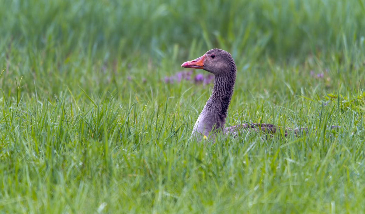 20230408-P1024682-RW2.jpg