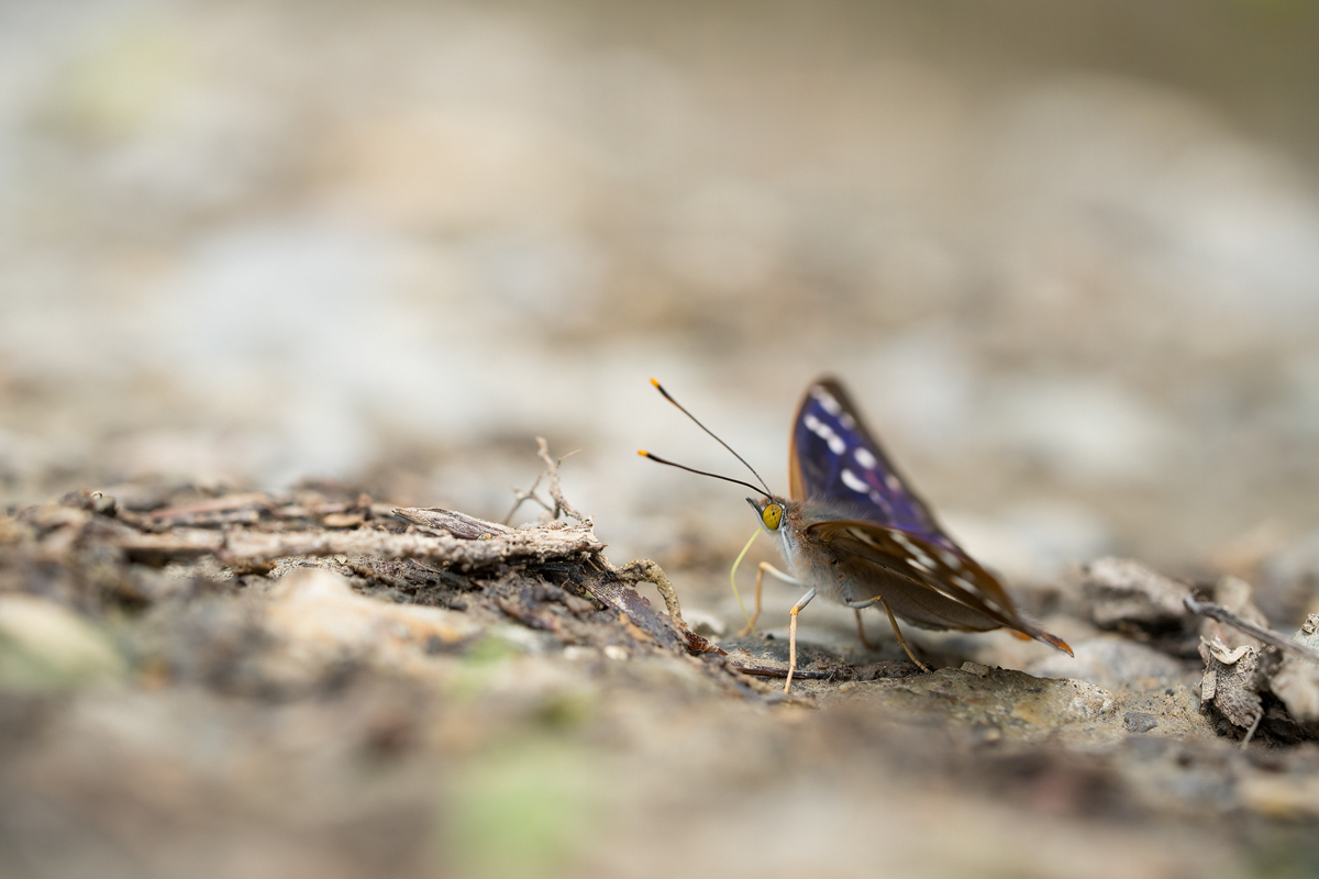 20240627-130449-003-(HL)-MWeiler-Kleiner-Schillerfalter-Apatura-ilia.jpg