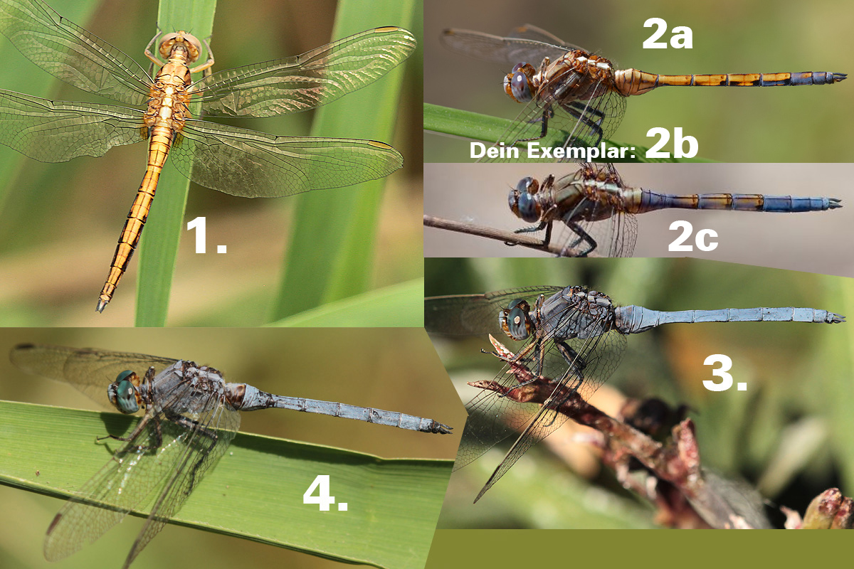 Altersentwicklung_Orthetrum_chrysostigma_m.jpg