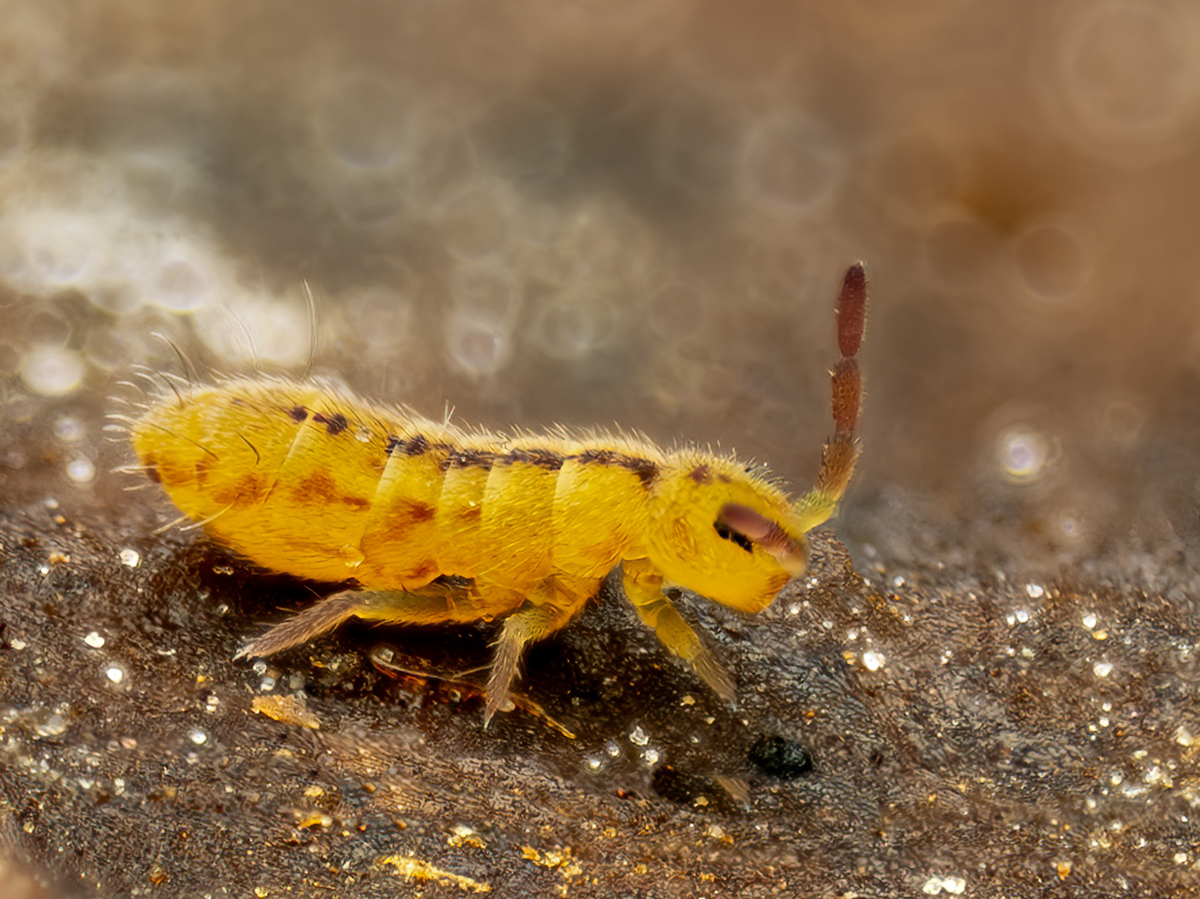 Isotoma riparia.jpg