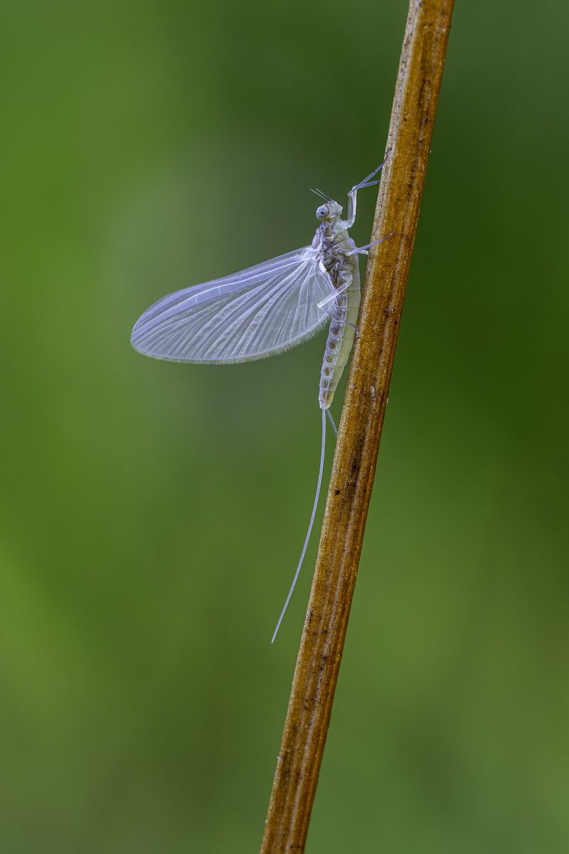 Centroptilum luteolum.jpg