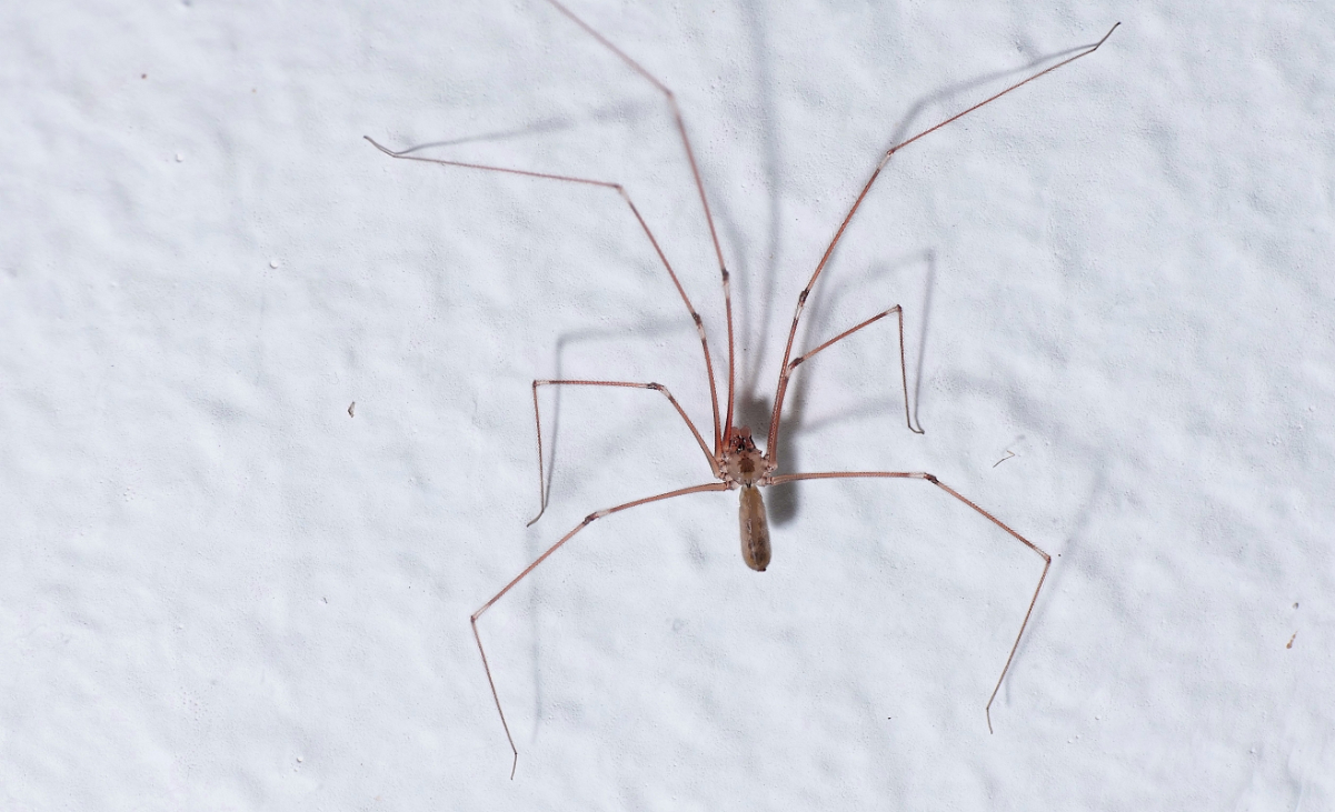 Zitterspinne 02 _ 39 Bilder.jpg
