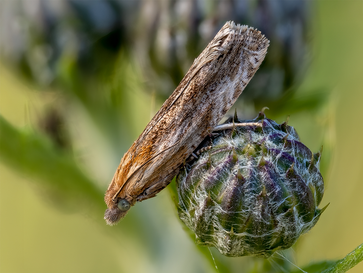 Distel-Blütenwickler  .jpg