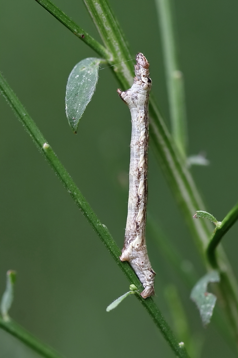 IMG_5503_rs_ectropis_crepuscularia.JPG