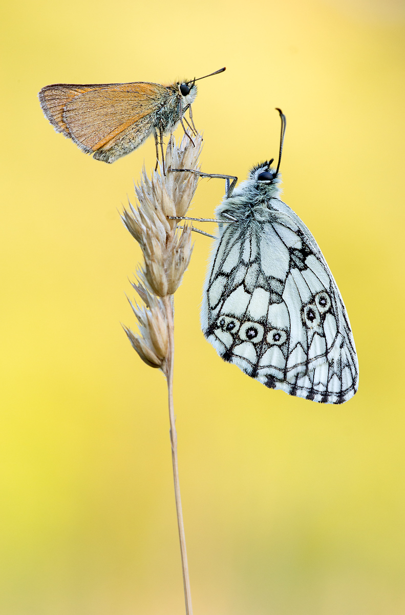 _MG_0386-Bearbeitet Kopie.jpg