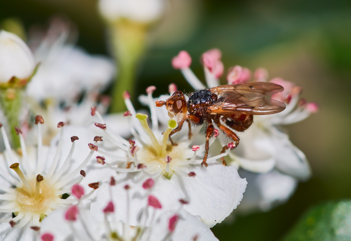Blasenkopffliege Myopa sp..jpg