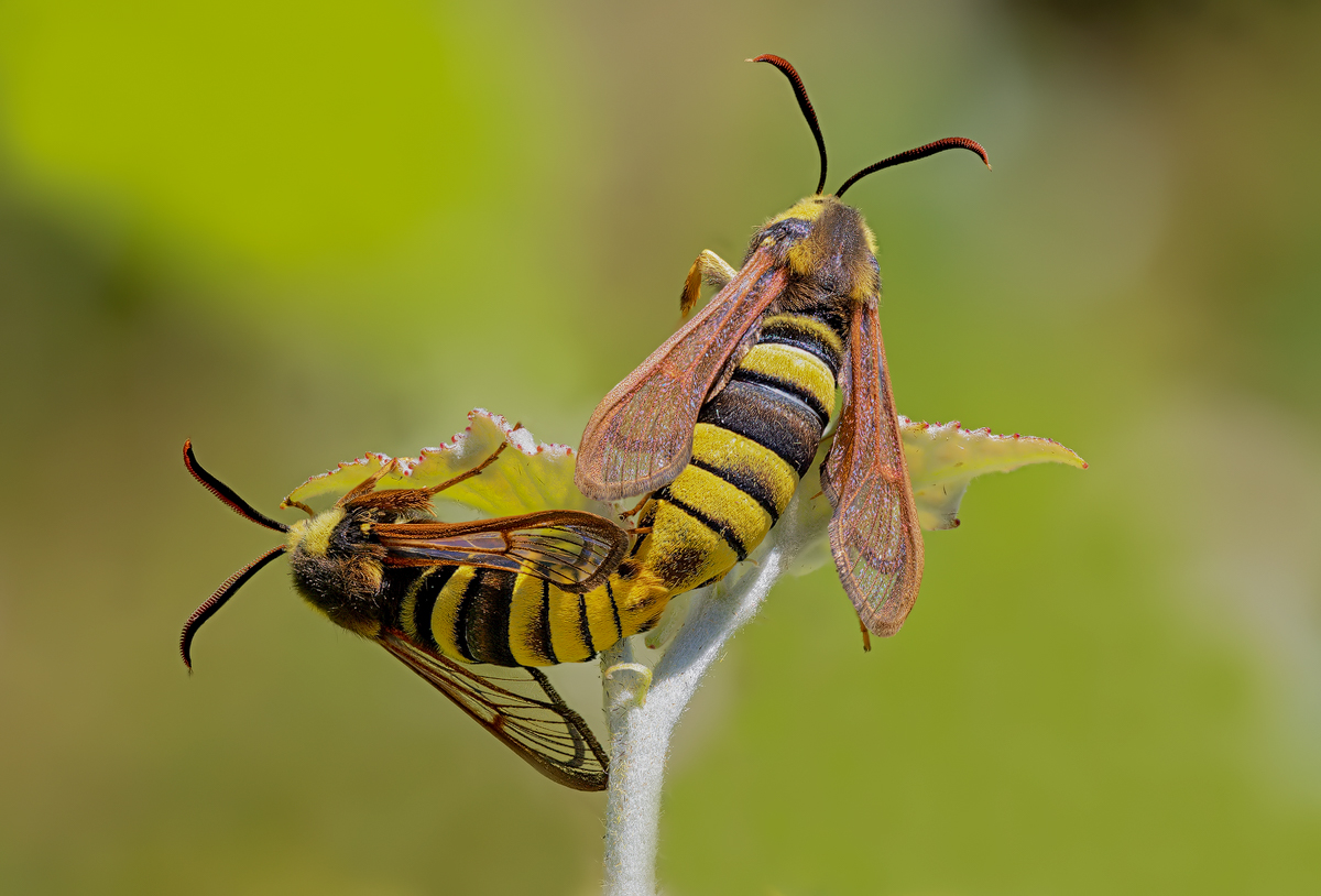 2022-05-25 16-05-02 (B,Radius8,Smoothing4)50-Bearbeitet - Kopie.jpg