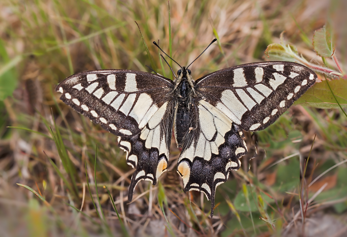 IMG_5338-Bearbeitet - Kopie.jpg