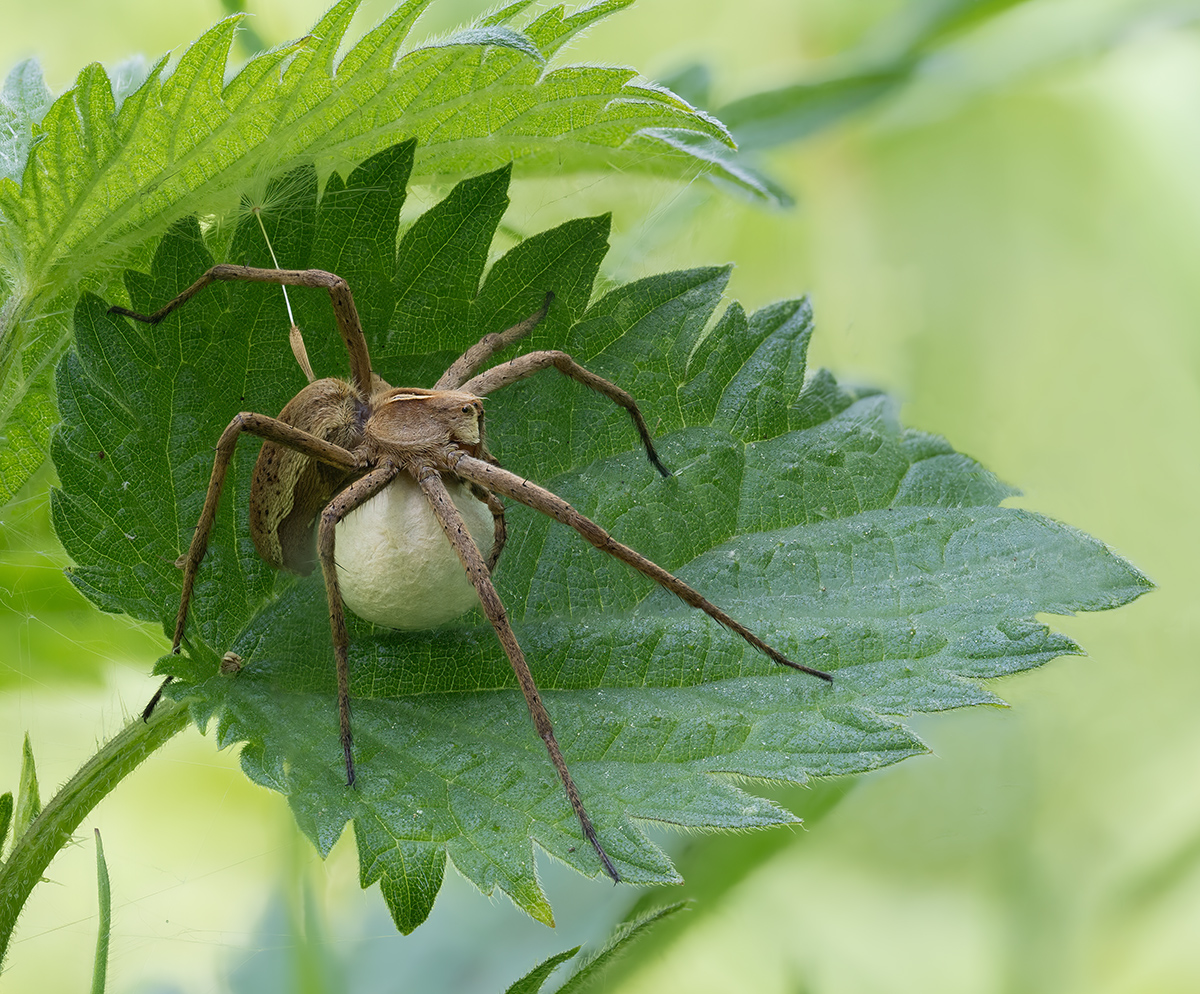 Pisaura mirabilis .jpg