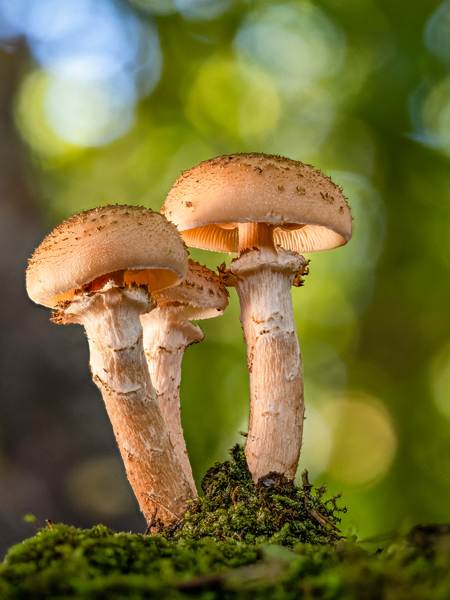 Armillaria mellea.jpg