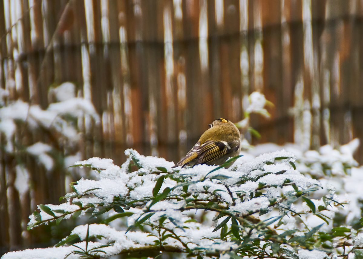 Wintergoldhähnchen 2.jpg
