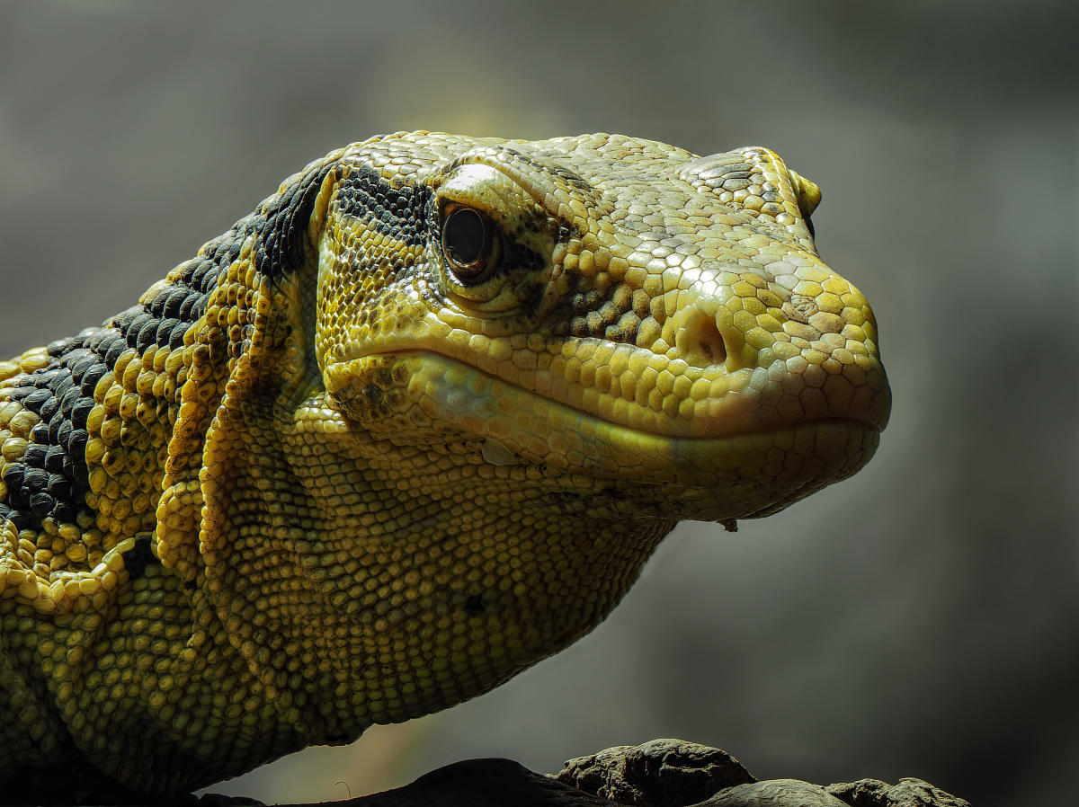 2025-02-13_14-03-44_P2131774_Stack_aus_21 (Meth B,Radius8,Smoothing4)-1a_filtered_klkein.jpg